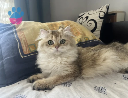 British Longhair kızımıza eş arıyoruz - 118984916