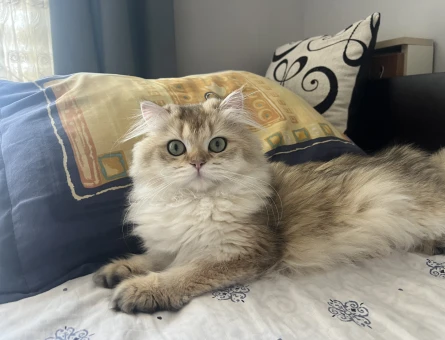British Longhair kızımıza eş arıyoruz - 118984916