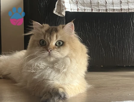 British Longhair kızımıza eş arıyoruz - Görsel 4