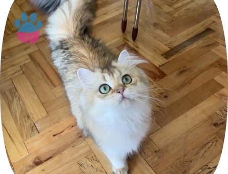 British Longhair kızımıza eş arıyoruz - Görsel 3