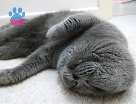 5 Yaşında Erkek Scotish Fold Kedime Eş Arıyorum