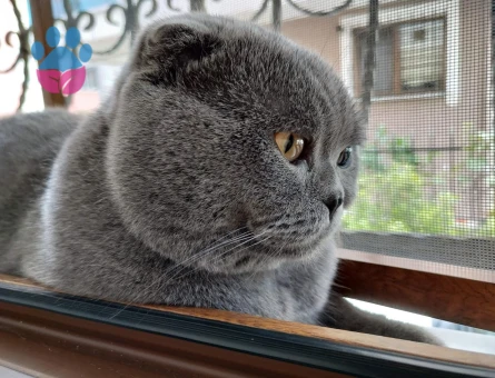 5 Yaşında Erkek Scotish Fold Kedime Eş Arıyorum