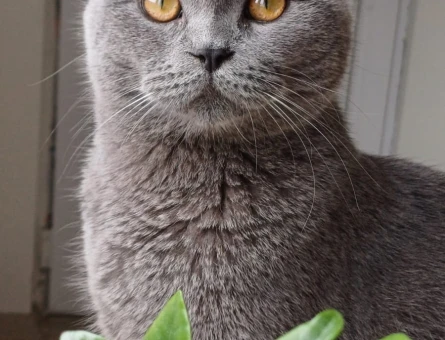 1 Yaşında British Shorthair Erkek - 118972282
