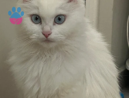 kızımıza damat arıyoruz