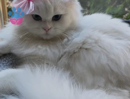 Scottish Fold Kızımıza eş arıyorum