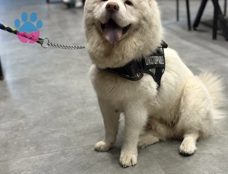 Erkek chow chow 1 yaşında eş arıyor