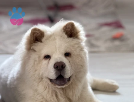 Erkek chow chow 1 yaşında eş arıyor