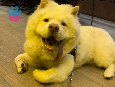 Erkek chow chow 1 yaşında eş arıyor