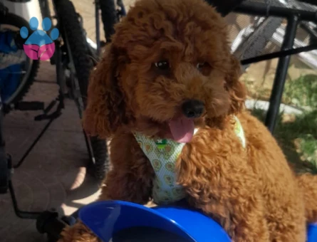 Leo toy poodle eş arıyor