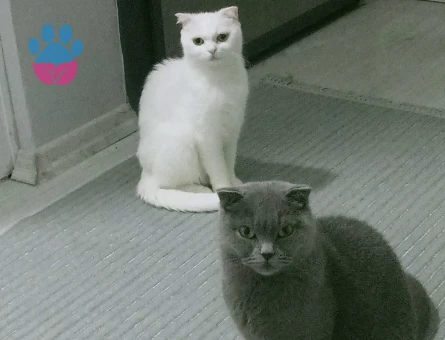 British fold dişi kedilerime eş arıyorum