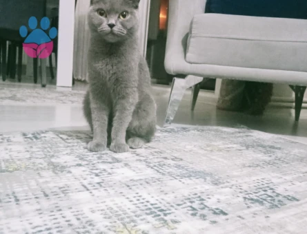 British fold dişi kedilerime eş arıyorum