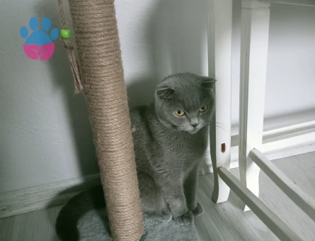 British fold dişi kedilerime eş arıyorum