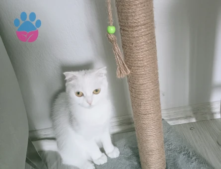 British fold dişi kedilerime eş arıyorum