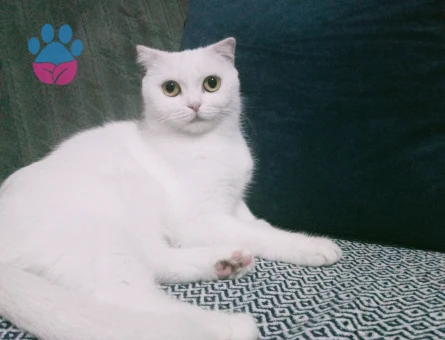 British fold dişi kedilerime eş arıyorum