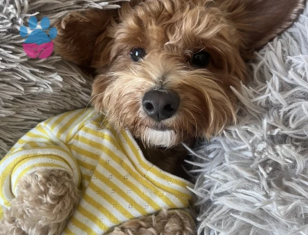 Toy Poodle Oğlum Mars Eş Arıyor