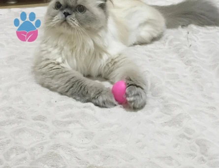 İran Kedisi 6 Yaşında Eş Arıyor