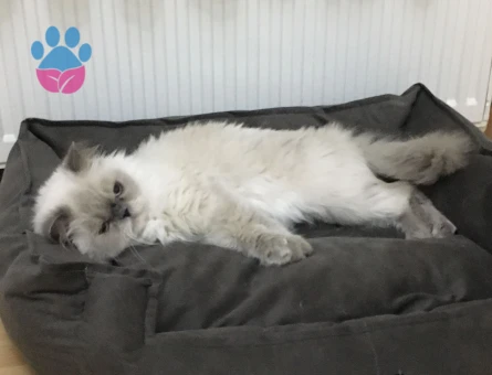 İran Kedisi 6 Yaşında Eş Arıyor