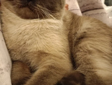 Scottish Fold 1,5 Yaşında Eş Arıyorum - 118973477