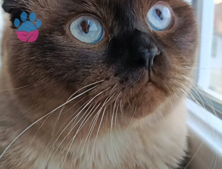 Scottish Fold 1,5 Yaşında Eş Arıyorum