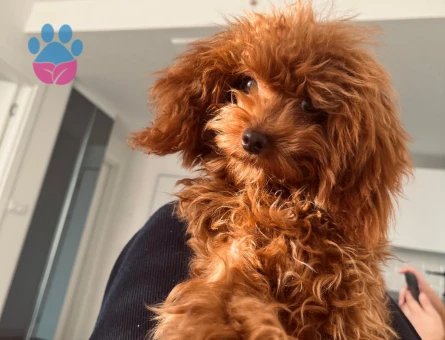 İzmir Kore toy poodle