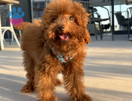 İzmir Kore toy poodle