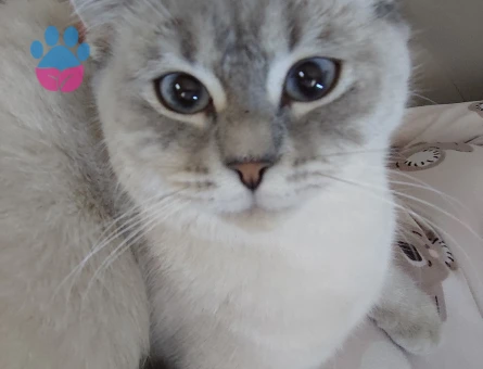 Güzel kızıma eş ariyorum