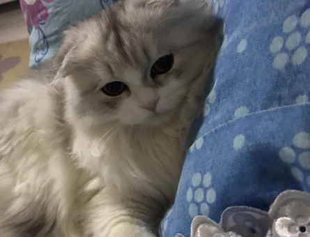 Scotish Longhair kedi - 118973487
