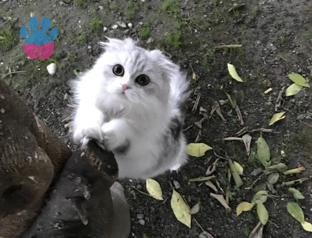 Scotish Longhair kedi