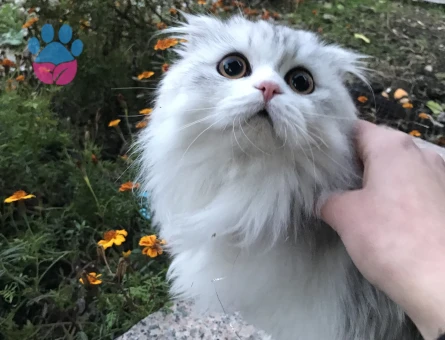 Scotish Longhair kedi