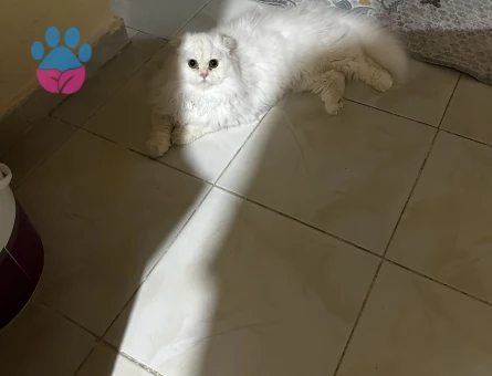 Yakışıklı oğluma eş arıyorum