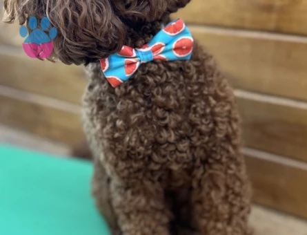 Toy Poodle Alex Eş Arıyor