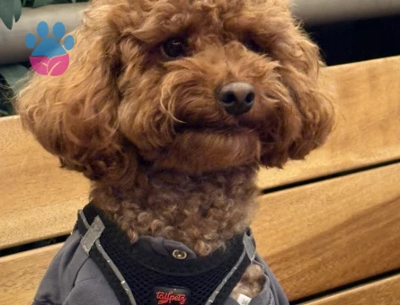 Toy Poodle Alex Eş Arıyor