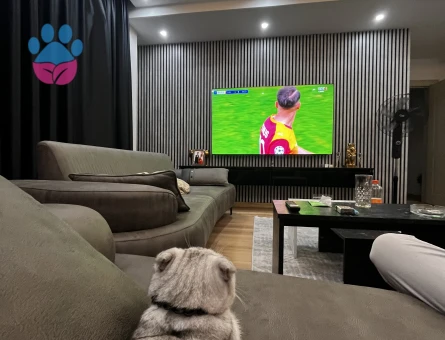 1 Yaşındaki Scottish Fold oğlumuza dişi British eş adayı arıyoruz