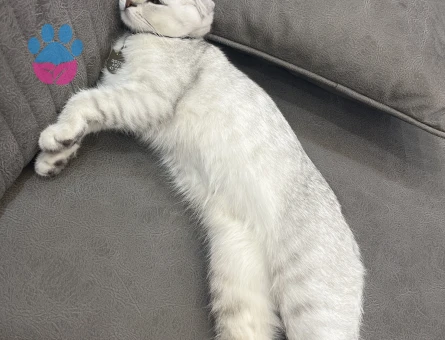 1 Yaşındaki Scottish Fold oğlumuza dişi British eş adayı arıyoruz