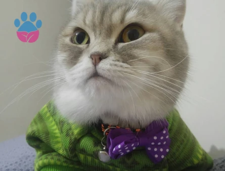 Kızımıza Damat Adayı Arıyoruz!