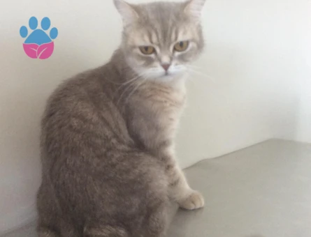 Kızımıza Damat Adayı Arıyoruz!