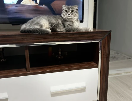 British Shorthair Kuzuma damat arıyorum - 118981245