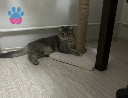 British Shorthair Kuzuma damat arıyorum