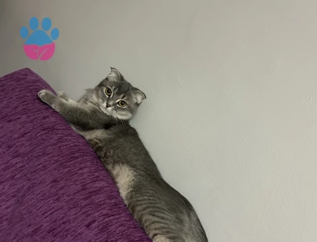 British Shorthair Kuzuma damat arıyorum