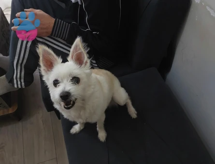 Kızıma Eş Arıyorum