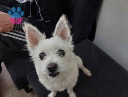 Kızıma Eş Arıyorum