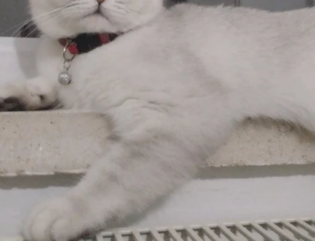 Scottish fold cinsi dişi kedimiz için eş arıyoruz - 118981247