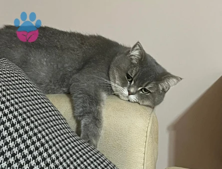 Kedimize dişi kedi arıyoruz