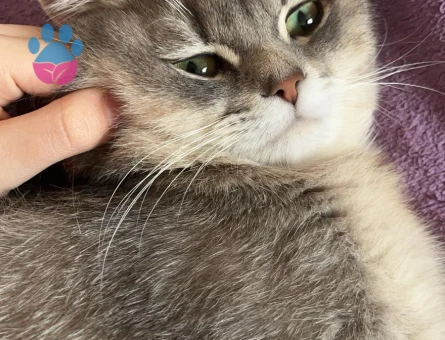 Kedimize dişi kedi arıyoruz