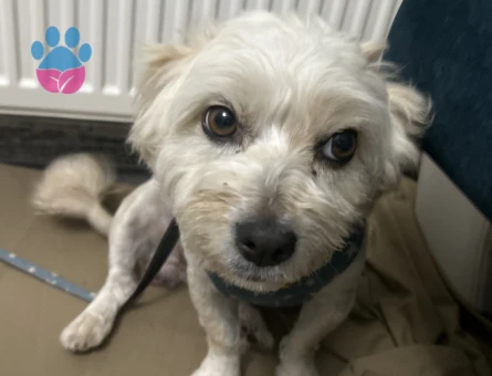 Terrier Kızıma eş arıyorum