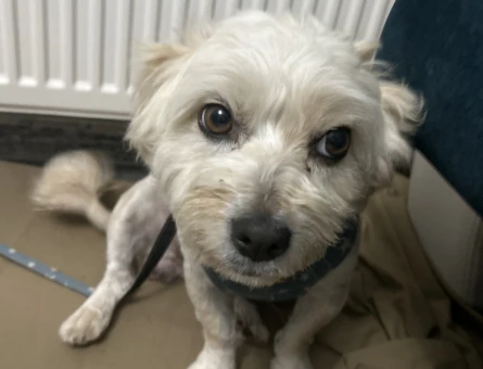Terrier Kızıma eş arıyorum - 118981249