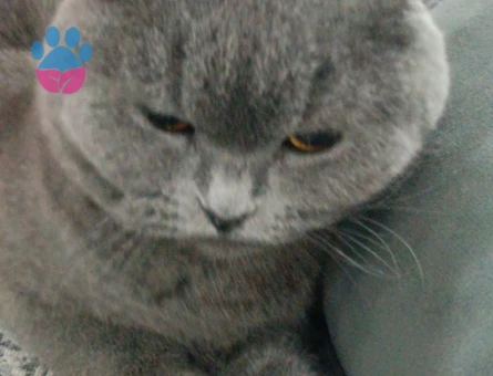 Scottish dişi kedimize eş arıyoruz