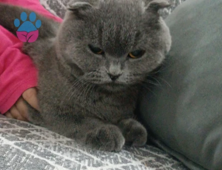 Scottish dişi kedimize eş arıyoruz