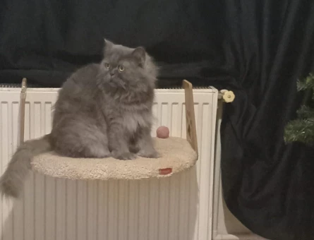 British Longhair Kızıma eş arıyorumm - 118981257