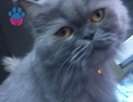 British Longhair Kızıma eş arıyorumm